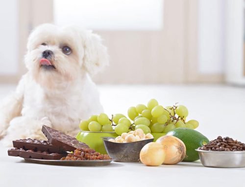 Pet Poison Hazards at Home: What to Keep Out of Reach