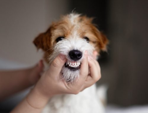 Dental Disease in Small Dogs: Why Tiny Mouths Need Big Care