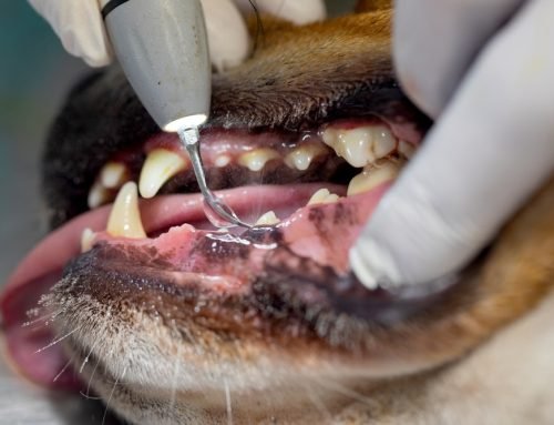 Dental disease in pets doesn’t stay in the mouth. Find out how oral bacteria can affect the heart, liver, and kidneys- and how to protect your pet’s health.