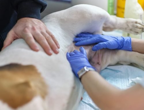 Pyometra in Pets: The Silent Threat That Needs Fast Action