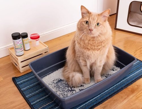 Urinary Blockages in Cats: A True Emergency
